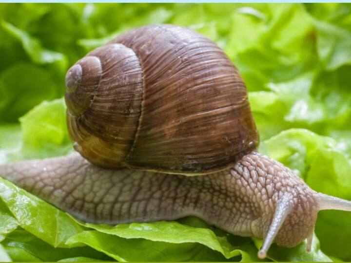 Kerala's Kottayam District Fights African Snail Menace Due to Increase in Density of Giant African Snails African Snail In Kerala: కేరళలో నత్తల బెడద.. నిర్మూలనకు ప్రత్యేక కార్యక్రమం