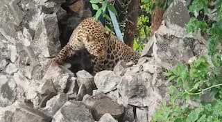 Nashik Leopard : तारेच्या कुंपणात अडकलेल्या बिबट्याच्या सुटकेचा थरार, वनविभागाकडून रेस्क्यू ऑपरेशन 
