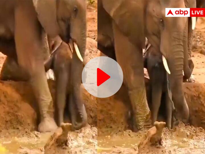 elephants helping its calf for climbing up ditch amazed Netizens Viral Video On social Media Watch: हाथियों ने की छोटे हाथी की खाई से निकलने में हेल्प, देखिए दिल छू लेने वाला वीडियो