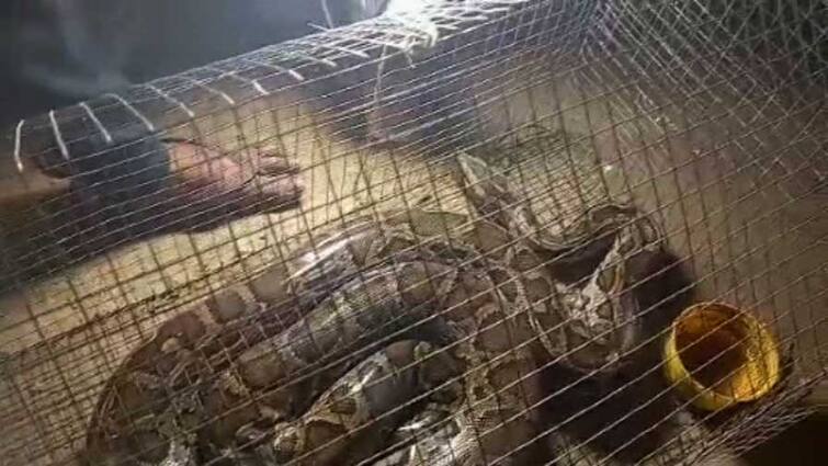 Giant Sized Python Rescued From Bamboo Farm Of Habra In North 24 Parganas North 24 Parganas News: বাঁশ বাগানে চকরা-বকরা ও কী? ১৫ ফুটের পাইথনের হদিশ হাবরায়