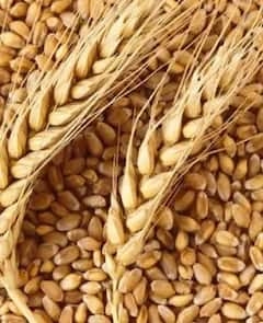 गव्हाच्या किंमतीत चार टक्क्यांची वाढ