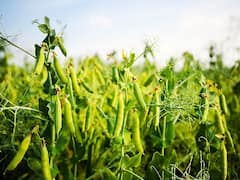 ऑफ सीजन में भी मोटा मुनाफा देगी मटर की फसल, खेती के लिये अपनायें ये खास तरीका