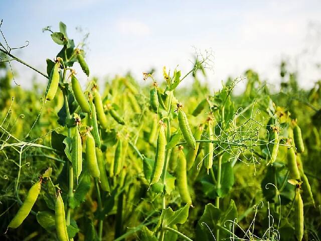 Cultivating Green pea helps to get Profit even in off season by adopting this techniqus | Green Pea Farming: ऑफ सीजन में भी मोटा मुनाफा देगी मटर की फसल, खेती के लिये