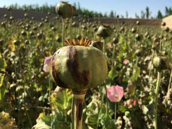 Opium Cultivation has to be done with government license helps Farmer to earn better income Opium Cultivation: लाइसेंस लेकर करनी पड़ती है ये खेती, अच्छी क्वालिटी की फसल उगाने पर मिलता है लाखों का मुनाफा