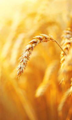 देशात गव्हाच्या किंमतीत (Wheat prices) वाढ झाली आहे