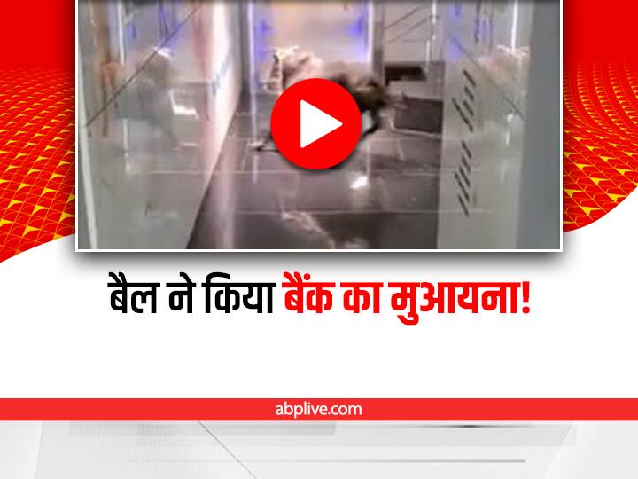Viral: इजराइल के एक बैंक में घुसा बैल, बिल्डिंग में अचानक मची अफरा-तफरी, देखें वीडियो Bull entered a bank in Israel chaos in the building video viral on social media Viral: इजराइल के एक बैंक में घुसा बैल, बिल्डिंग में अचानक मची अफरा-तफरी, देखें वीडियो