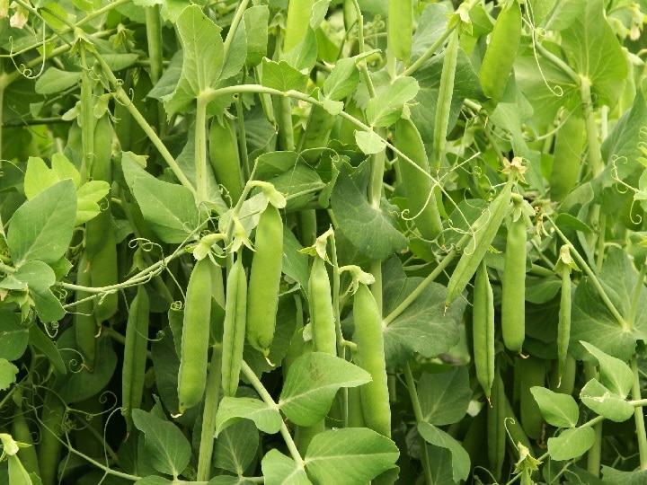 Cultivating Green pea helps to get Profit even in off season by adopting  this techniqus | Green Pea Farming: ऑफ सीजन में भी मोटा मुनाफा देगी मटर की  फसल, खेती के लिये