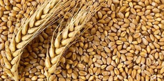 Wheat Prices: Relief from expensive wheat-flour prices, FCI will sell 20 lakh tonnes of wheat in the open market! Wheat Prices: મોંઘવારીમાં મળશે રાહત, મોંઘા ઘઉં-લોટના ભાવમાં રાહત આપવા સરકારે લીધો મોટો નિર્ણય