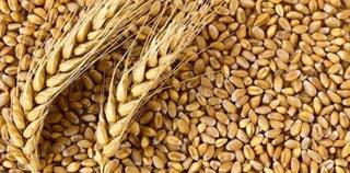 Wheat Prices: મોંઘવારીમાં મળશે રાહત, મોંઘા ઘઉં-લોટના ભાવમાં રાહત આપવા સરકારે લીધો મોટો નિર્ણય