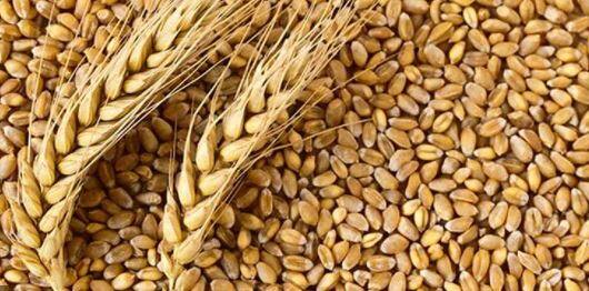 Wheat Price Increase: ਤਿਉਹਾਰਾਂ 'ਤੇ ਮਹਿੰਗਾਈ ਦੀ ਸੱਟ! ਕਣਕ ਦੇ ਭਾਅ ਫਿਰ ਵਧੇ Wheat Price Increase: ਤਿਉਹਾਰਾਂ 'ਤੇ ਮਹਿੰਗਾਈ ਦੀ ਸੱਟ! ਕਣਕ ਦੇ ਭਾਅ ਫਿਰ ਵਧੇ