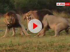 शेरनी के लिए भिड़े दो खूंखार शेर, 60 सेकेंड में हो गया फैसला! देखिए वायरल वीडियो