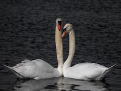 प्रेमियों को क्यों कहा जाता है 'दो हंसों का जोड़ा'? कारण है बहुत दिलचस्प