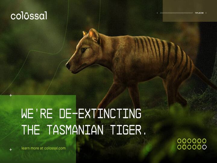 This genetic engineering company plans to bring back extinct species like the Tasmanian Tiger Tasmanian Tiger: తోడేలు పులికి మళ్లీ జీవం, అంతరించిపోతున్న జీవికి ప్రాణం పోసేందుకు ప్రయత్నాలు!