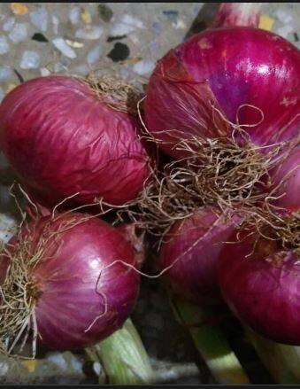 सरासरी आठ ते दहा रुपये इतका कमी दर मिळत आहे