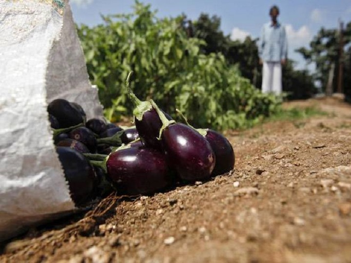 Vegetable Farming: बैंगन ने चमकाई किसानों की किस्मत, इस तरीके से खेती करके कमा लिये 10 लाख रुपये