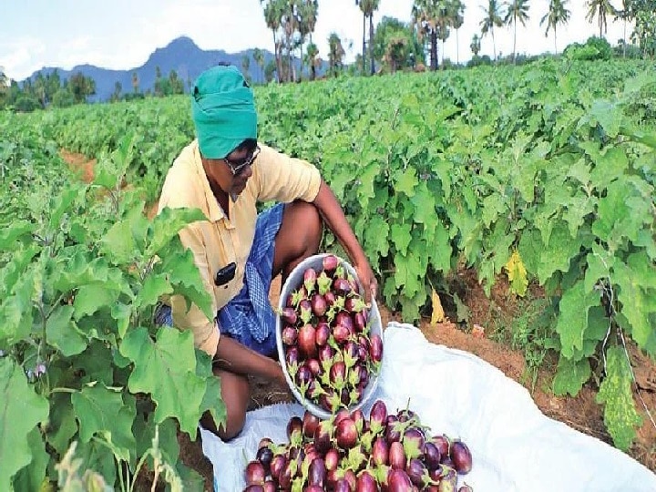 Vegetable Farming: बैंगन ने चमकाई किसानों की किस्मत, इस तरीके से खेती करके कमा लिये 10 लाख रुपये