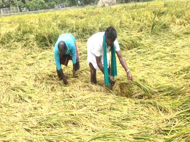 Farmers suffer due to rain in Mayiladuthurai district TNN மயிலாடுதுறை மாவட்டத்தில் பெய்யும் மழையால் விவசாயிகள் வேதனை