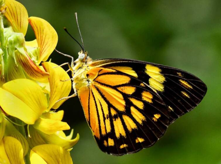 109 species of butterflies discovered in Trichy district TNN திருச்சி மாவட்டத்தில்  109 வகையான வண்ணத்துப்பூச்சிகள் கண்டுபிடிப்பு
