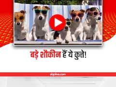आंखों पर चश्मा लगाए, झूले पर नवाबों की तरह धूप लेते हैं ये कुत्ते, वायरल वीडियो देखकर खुश हो जाएंगे