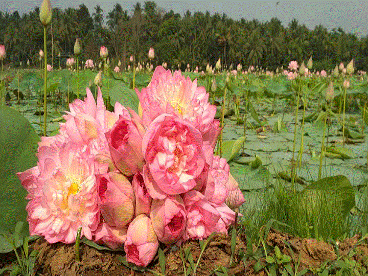 Lotus Farming: किसानों की मनोकामना पूरी कर सकता है कमल, इस तरह खेती करें तो होगा डबल मुनाफा Cultivating lotus helps to get Double Profitable income by co-cropping of waterchest nur and makhana Lotus Farming: किसानों की मनोकामना पूरी कर सकता है कमल, इस तरह खेती करें तो होगा डबल मुनाफा