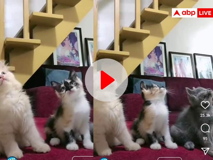 Three Cats Dancing On The Rhythm in Synchronized way amazed Internet Viral Dance Video On Social media Watch: ताल से ताल मिलाकर डांस करती बिल्लियों को देखा क्या? अगर नहीं तो जरूर देखिए ये मजेदार वीडियो
