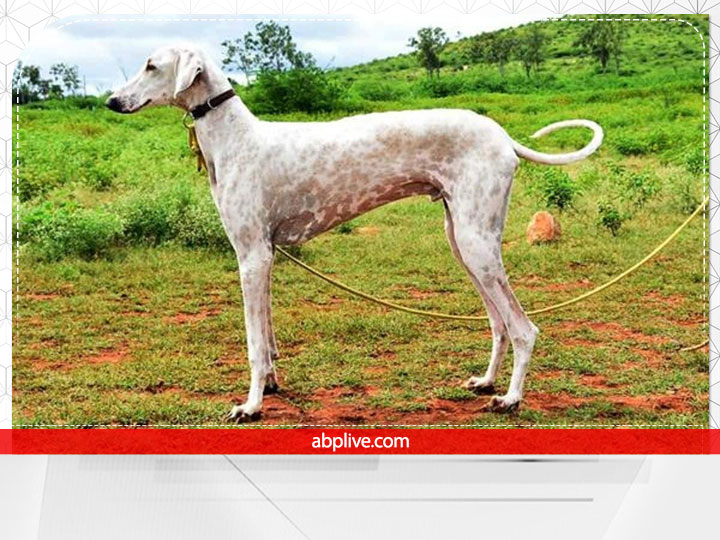 Mudhol Hound Price:  कितने में मिलता है एक मुधोल हाउंड, PM मोदी की सुरक्षा में तैनात होगा ये डॉग