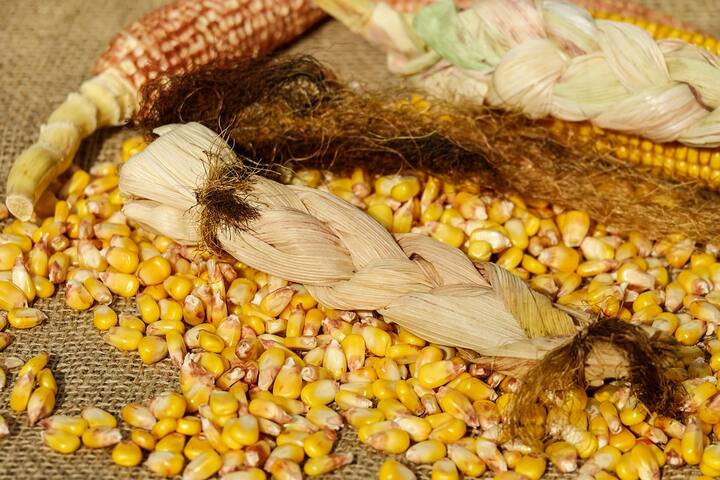 ভুট্টায় রয়েছে ক্যালসিয়াম, আয়রণ, এবং ফলিক অ্যাসিড সহ ভিটামিন এ, ভিটামিন সি, ভিটামিন ডি । এইসব পৌষ্টিক উপাদান গর্ভবতী মহিলাদের স্বাস্থ্যের পক্ষে খুবই উপকারী।