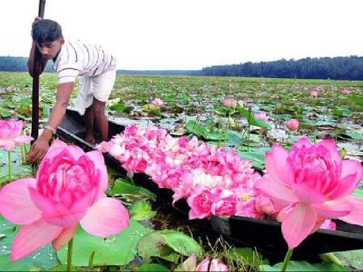 Lotus Farming: किसानों की मनोकामना पूरी कर सकता है कमल, इस तरह खेती करें तो होगा डबल मुनाफा