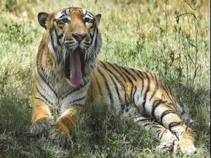 Tiger hunted 6 cattle in Balrampur forest, injured 4 cattle Panic spread among villagers ann Chhattisgarh News: बलरामपुर के जंगल में बाघ ने 6 मवेशियों का किया शिकार,  4 मवेशी घायल; ग्रामीणों में फैली दहशत