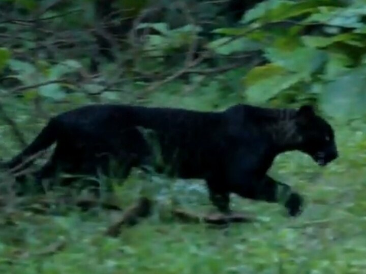 Pench National Park: मध्य प्रदेश के पेंच नेशनल पार्क में दिखा 'मोगली का बघीरा