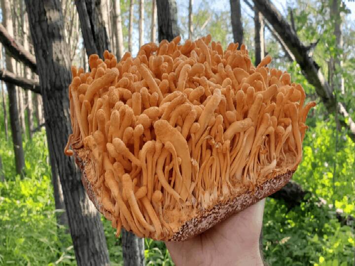 most expensive mushroom Cordyceps Mushroom Farming in Himalayan area helps farmer to earn profit in lakhs Mushroom Farming: 60 लाख रुपए का ये मशरूम किसानों को बना सकता है करोड़पति, जानें कहां और कैसे होती है इसकी खेती
