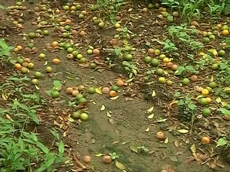 Agriculture news 70 percent fo Nagpurs orange have been lost to disease and excess rainfall Nagpur Orange Crop Loss : 70 टक्के संत्र्याचे पीक गळणार, यंदा रसाळ संत्री खायला मिळणार नाहीत?