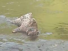 MP News: दक्षिण अफ्रीका से चीते लाने की तैयारी में मध्य प्रदेश सरकार, खरगोन में मिला तेंदुए का शव