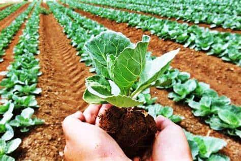 KVKs training program on Organic Farming to farmers రూ. 200లతో లక్షలు సంపాదించేందుకు శిక్షణ- చదువుతో సంబంధం లేదు