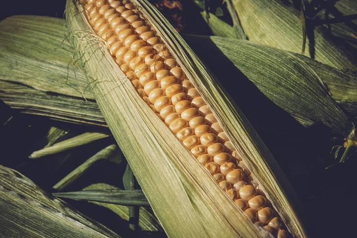 স্মৃতিশক্তি বাড়াতে, মানসিক চাপ কমাতে এবং অনিদ্রাজনিত রোগ দূর করতে সক্ষম এই ভুট্টা।