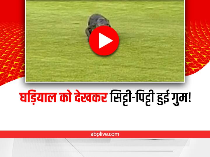 alligator came inside the golf course video viral on social media Viral Video: 'पानी के राक्षस' ने अचानक दिए Golf Course पर दर्शन, अगले ही पल बदल गया माहौल