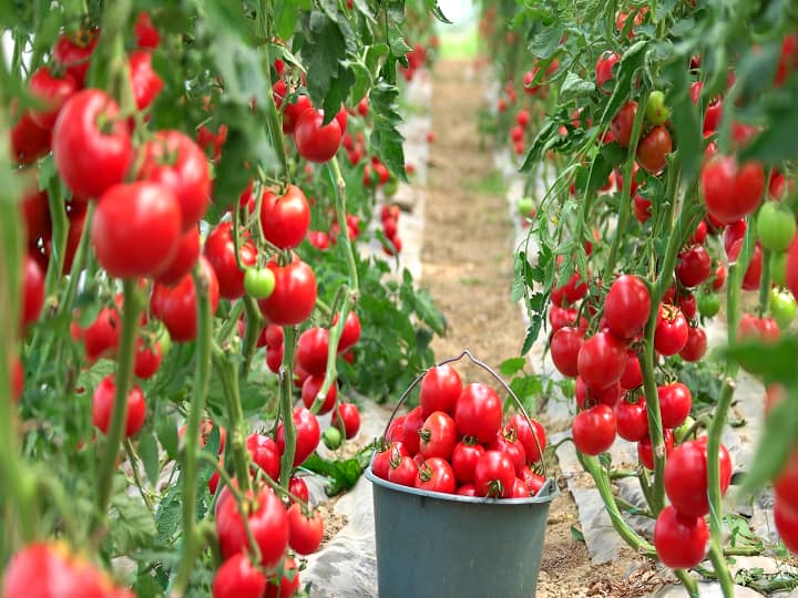 Tomato farming By Namdhari 4266 variety in polyhouse makes 1400 quintal production in 45 days Tomato Farming: 45 दिन में 1400 क्विटल उत्पादन देती है टमाटर की ये किस्म, पॉलीहाउस में लगाकर कमा सकते हैं मोटा मुनाफा