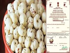 मिथिलांचल के सुपरफूड मखाना को मिला GI Tag का खिताब, अब कड़ी मेहनत का सही दाम ले सकेंगे किसान