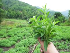 500 रुपए किलो तक बिकती है शुगर की ये जड़ी-बूटी, अगले 5 साल तक देगी लाखों की आमदनी