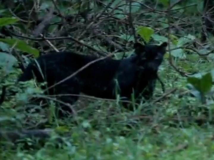 Pench National Park: मध्य प्रदेश के पेंच नेशनल पार्क में दिखा 'मोगली का बघीरा