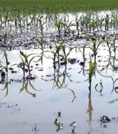 अतिवृष्टीमुळं राज्यातील 81 लाख हेक्टर जमिन बाधित