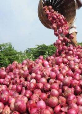 कांद्याला हमीभाव मिळावा अशी मागणी शेतकऱ्यांकडून वारंवार केली जात आहे.