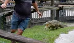 Watch: ਖੌਫਨਾਕ ਮਗਰਮੱਛ ਦੇ ਘੇਰੇ 'ਚ ਵੜਿਆ ਵਿਅਕਤੀ, ਅੱਗੇ ਜੋ ਹੋਇਆ ਉਹ ਦੇਖ ਪੈਰਾਂ ਹੇਠੋਂ ਖਿਸਕ ਜਾਵੇਗੀ ਜ਼ਮੀਨ