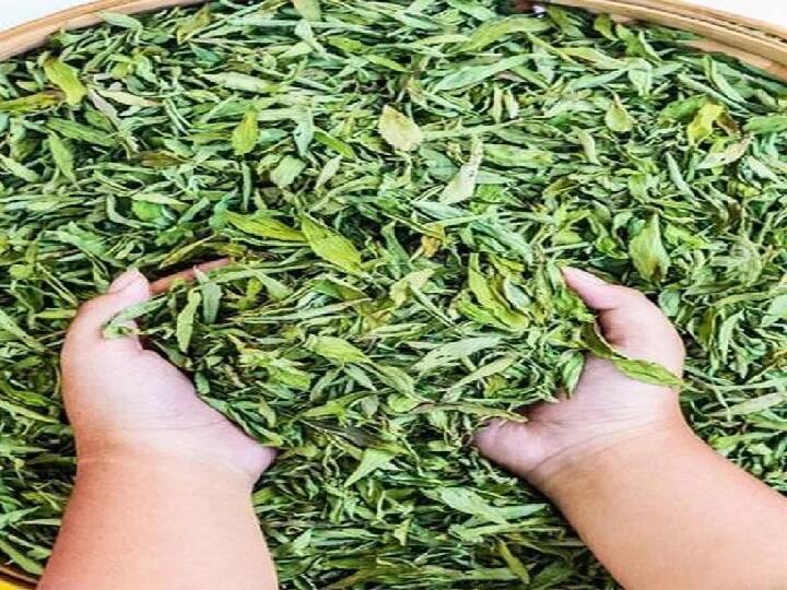 Herbal Farming: 500 रुपए किलो तक बिकती है शुगर की ये जड़ी-बूटी, अगले 5 साल तक देगी लाखों की आमदनी