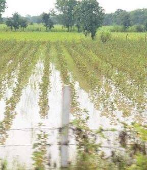 अतिवृष्टीमुळं 81 लाख हेक्टर जमिन बाधित