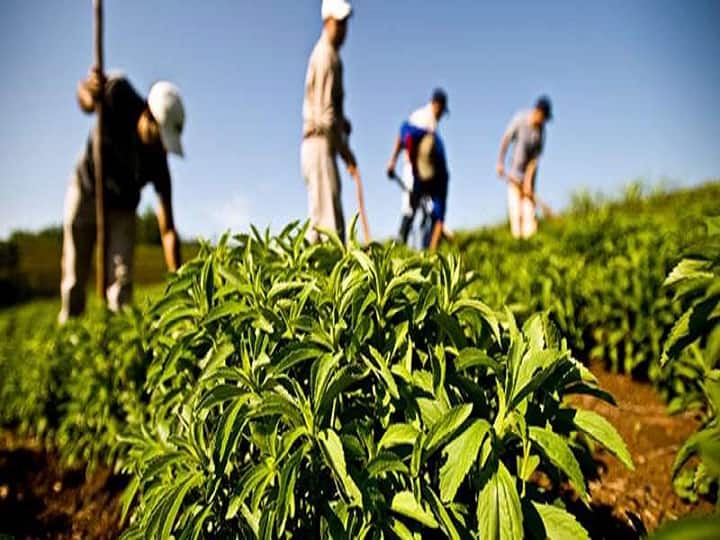 Herbal Farming: 500 रुपए किलो तक बिकती है शुगर की ये जड़ी-बूटी, अगले 5 साल तक देगी लाखों की आमदनी