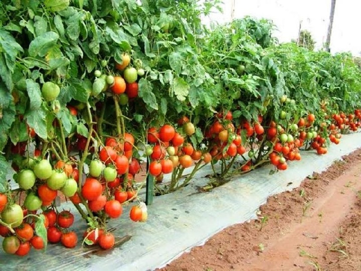 Tomato Farming: 45 दिन में 1400 क्विटल उत्पादन देती है टमाटर की ये किस्म, पॉलीहाउस में लगाकर कमा सकते हैं मोटा मुनाफा