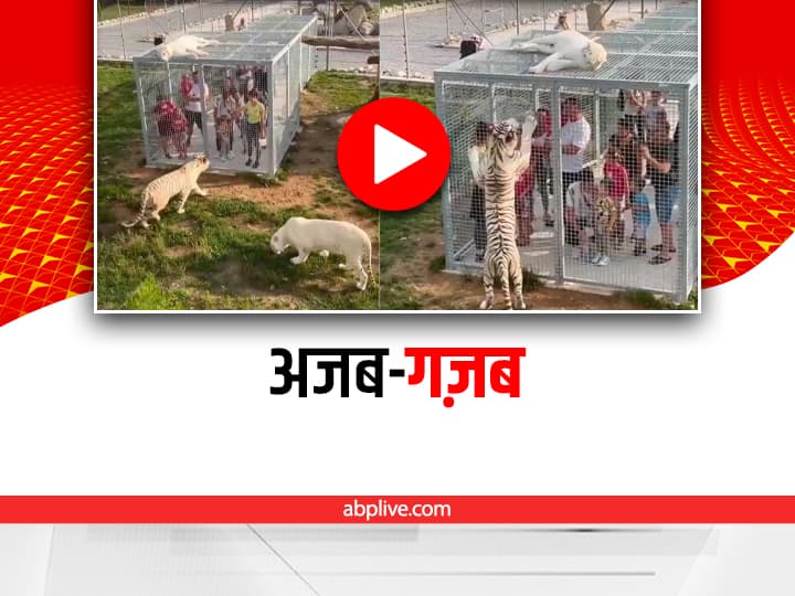 Unique zoo humans have to be in Cage and animals Roam freely around them in China Viral Video On social media Watch: पिंजड़े में इंसान और बाहर जानवर, गज़ब है इस Zoo का नज़ारा, वायरल वीडियो देखिए