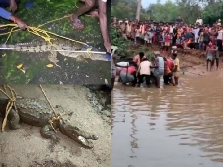 Bastar News crocodile found in Badeparoda Village in Bastar in Chhattisgarh ann Bastar News: बस्तर में बढ़ रहा मगरमच्छ का आतंक, बाल-बाल बची महिला की जान, रेस्क्यू में कर्मचारियों के छूटे पसीने