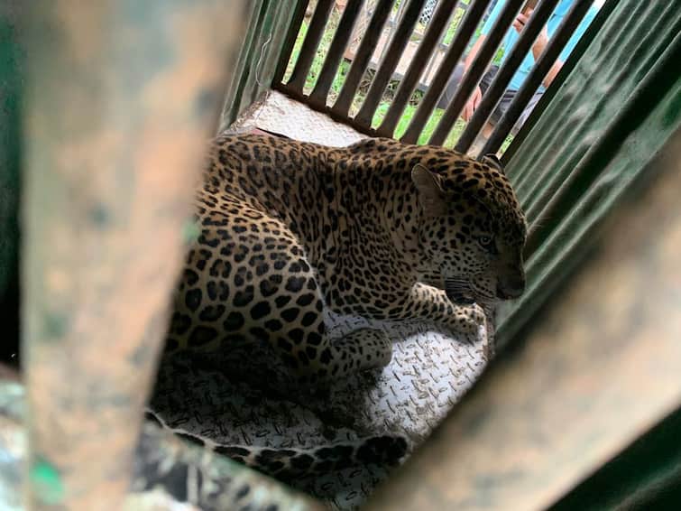 Maharashtra News Nashik News Leopard rescue in Chadegaon Shivara of Sinnar taluka Nashik Leopard : नाशिकच्या सिन्नर परिसरात बिबट्या जेरबंद, तर म्हरळ शिवारात शेतकऱ्याचे बिबट्याशी दोन हात